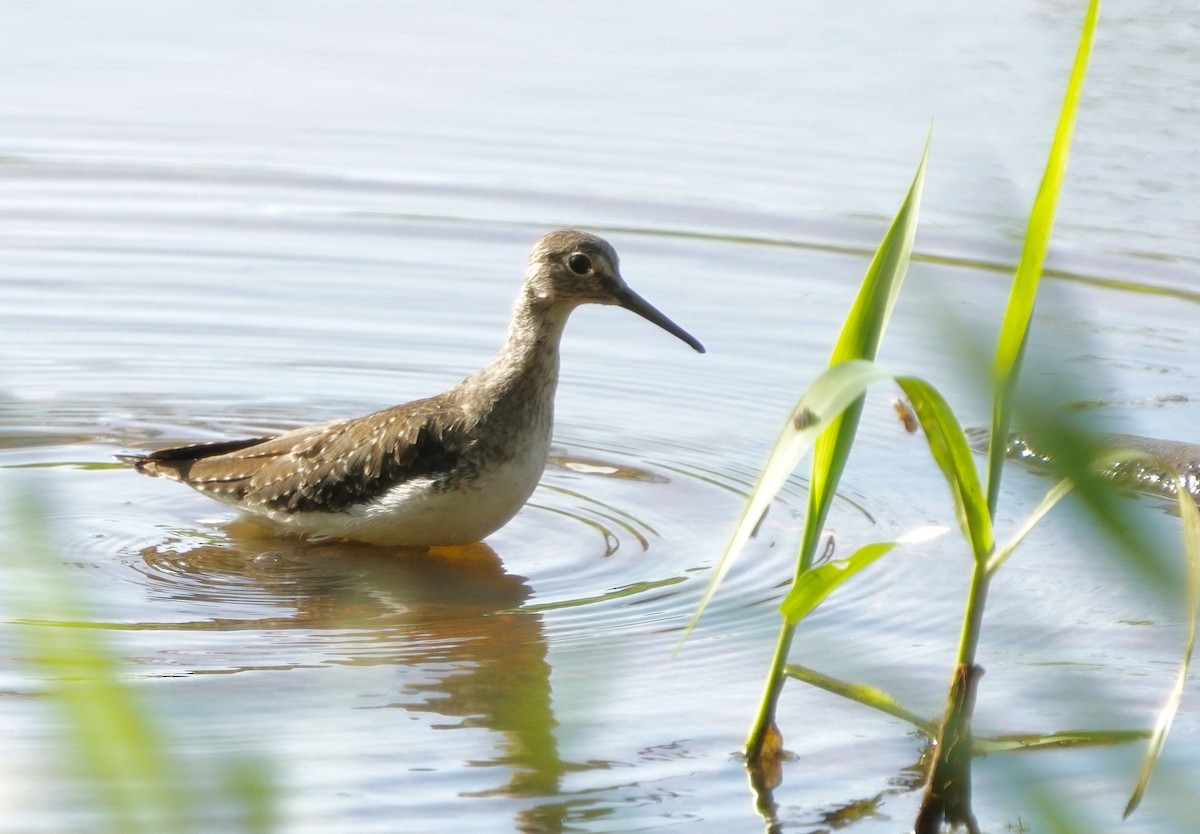 Solitary Sandpiper - ML650527716