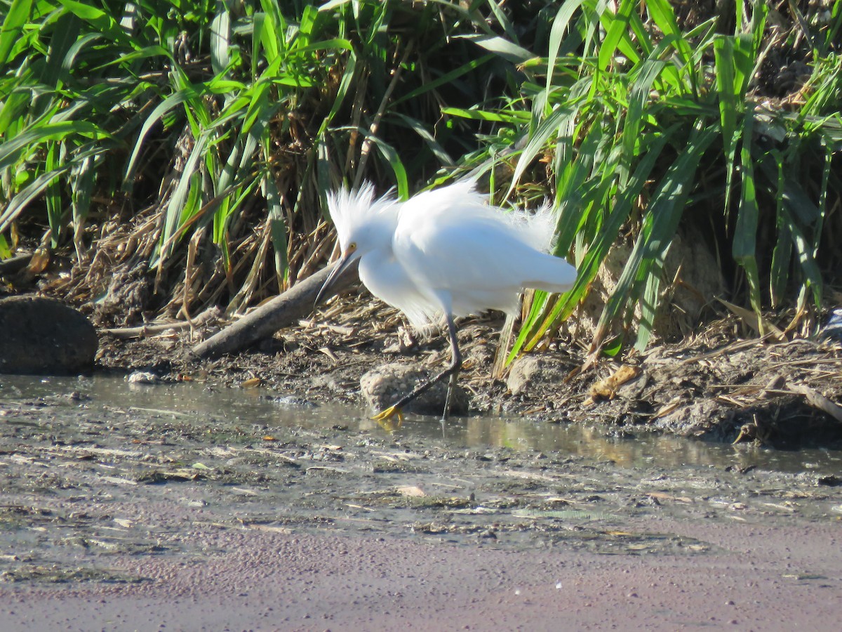 Aigrette neigeuse - ML650527739
