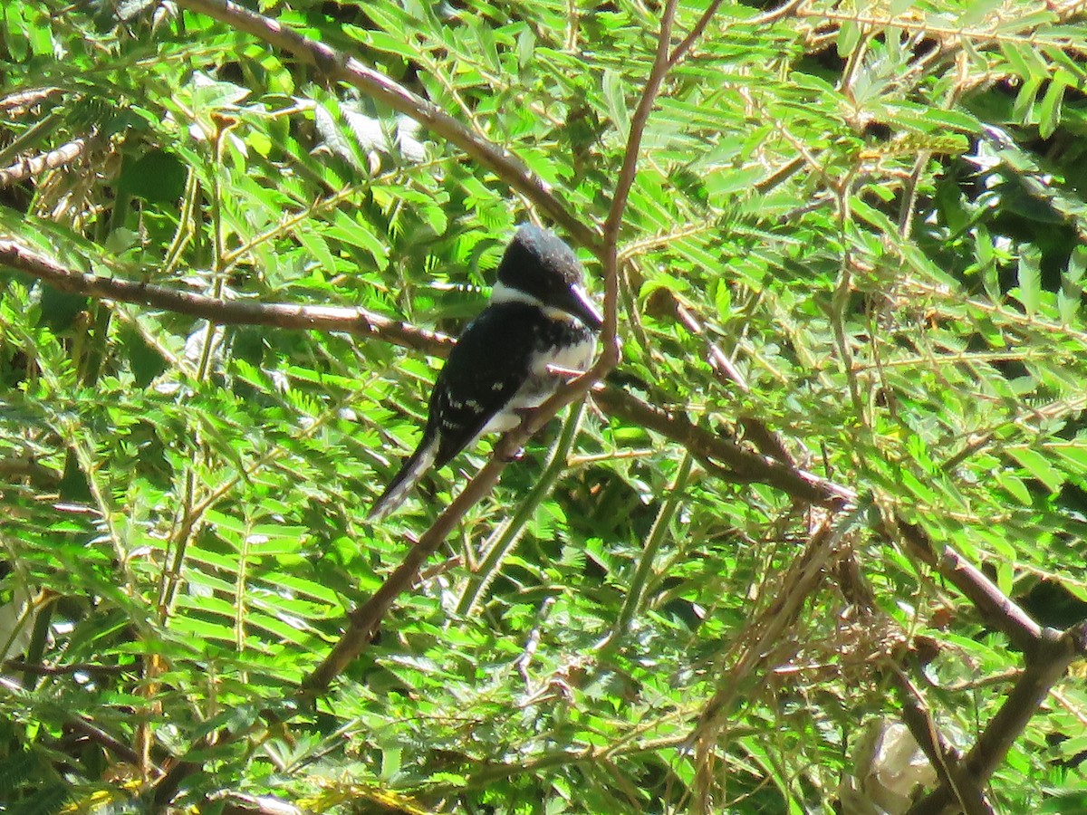 Martin-pêcheur vert - ML650527809