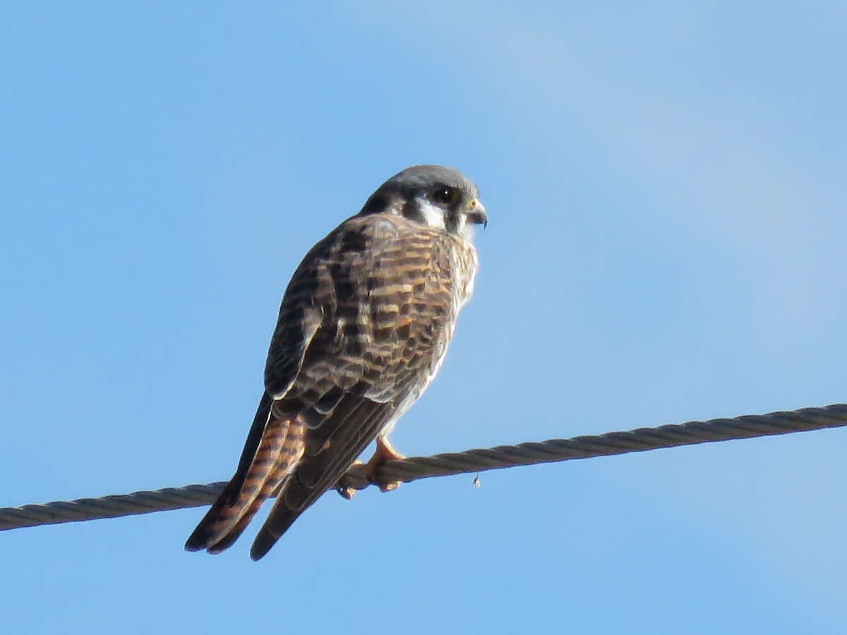 Crécerelle d'Amérique - ML650527834