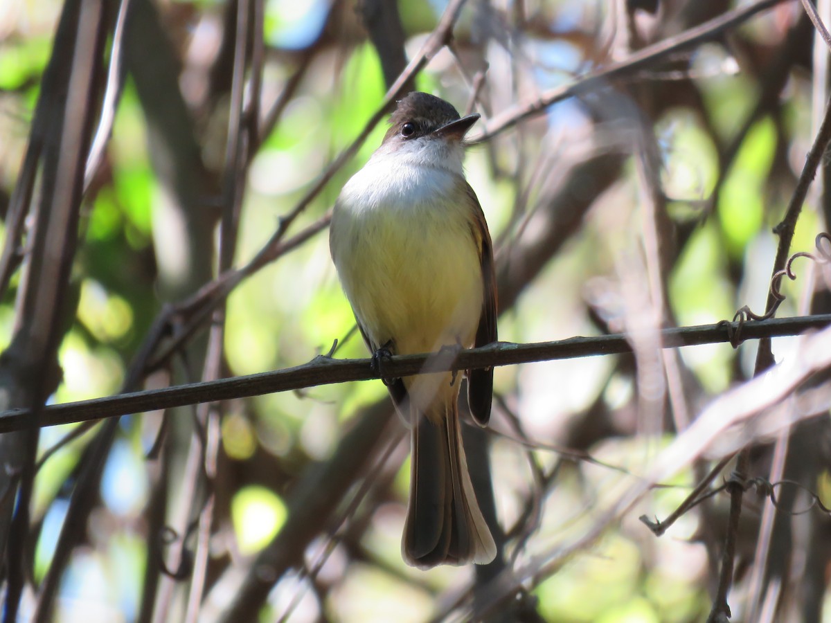 Tyran olivâtre - ML650527881