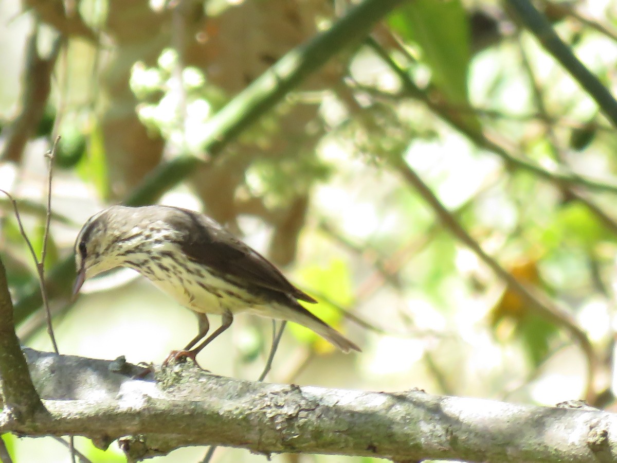 Paruline des ruisseaux - ML650527951