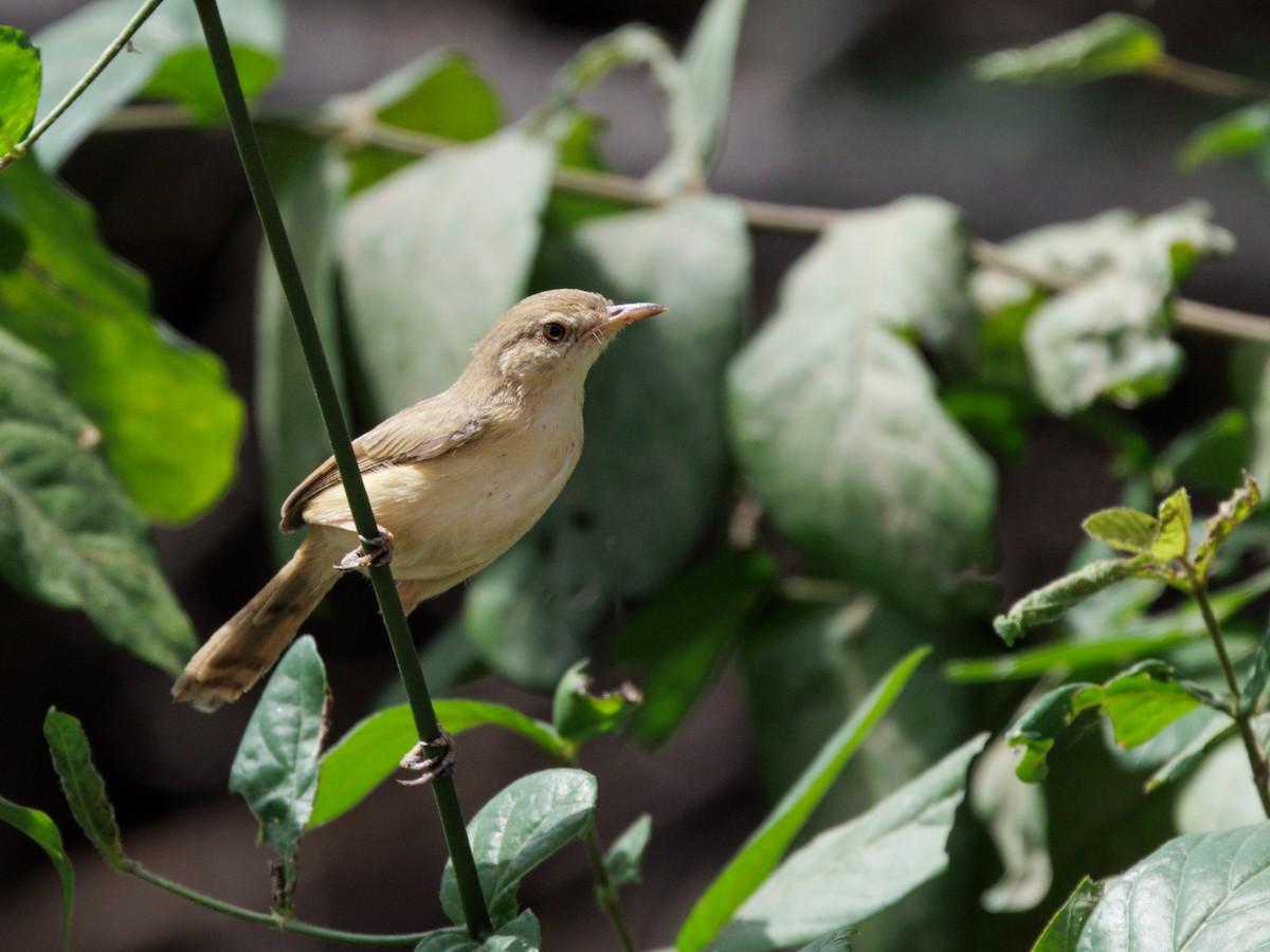 Tawny-flanked Prinia - ML650527961
