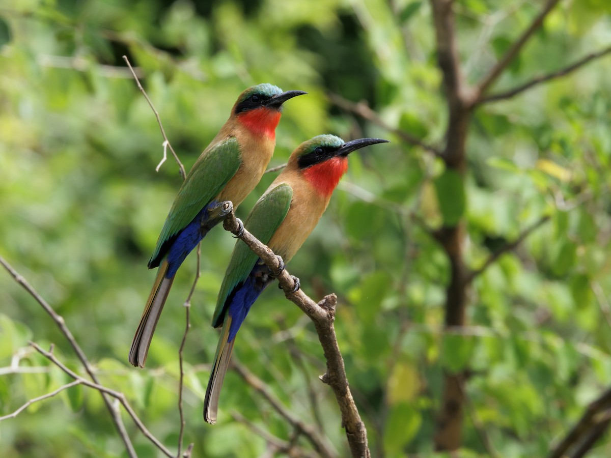 Red-throated Bee-eater - ML650527988