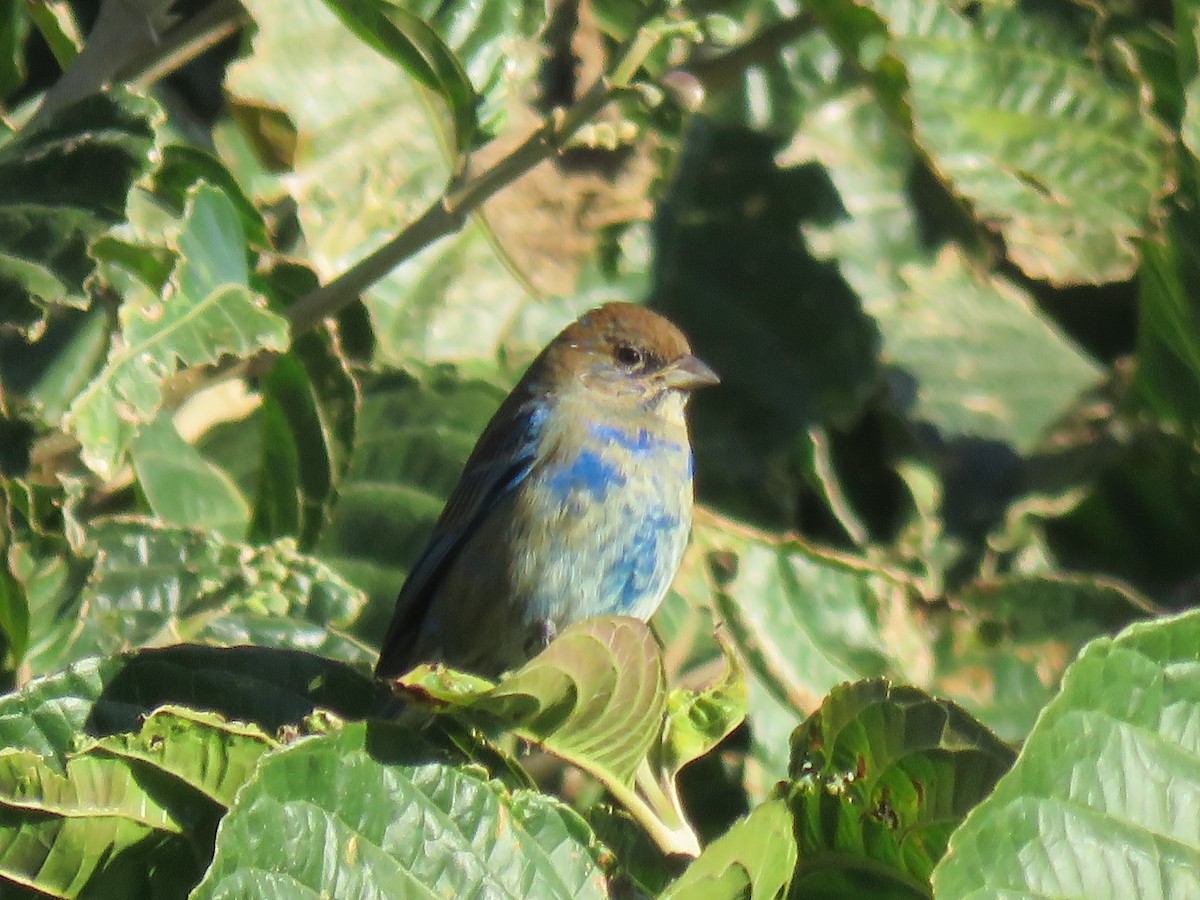 Passerin indigo - ML650527993