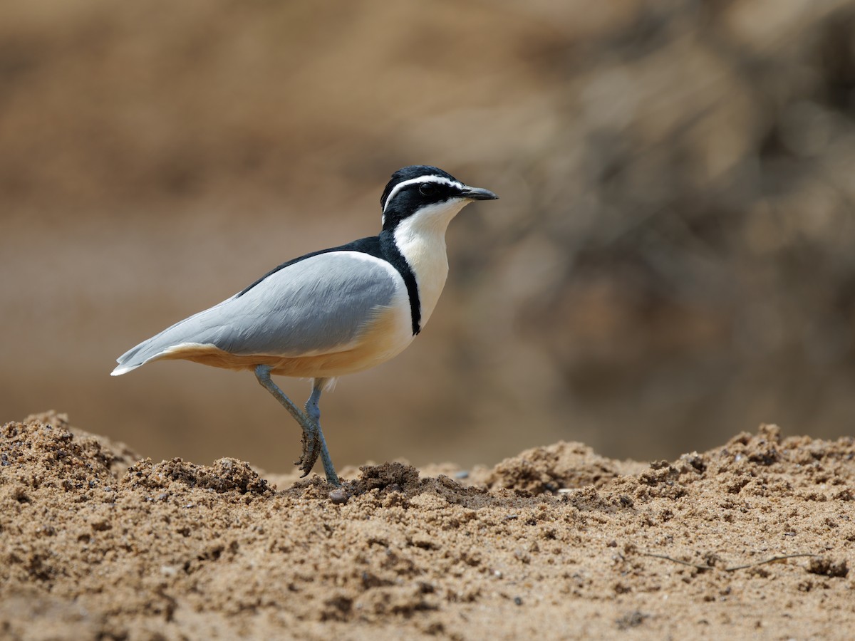 Egyptian Plover - ML650528002