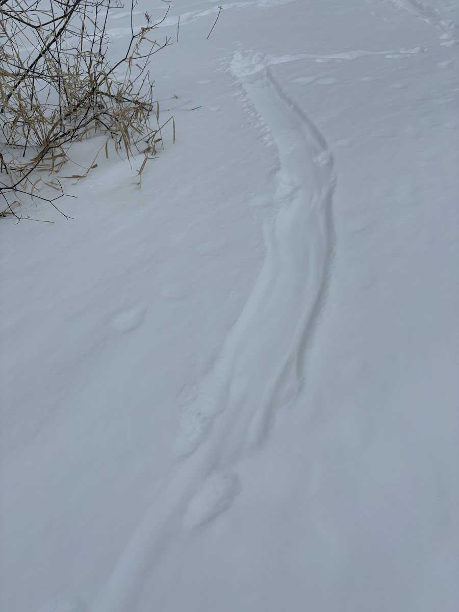 Nutria de río norteamericana - ML650528228