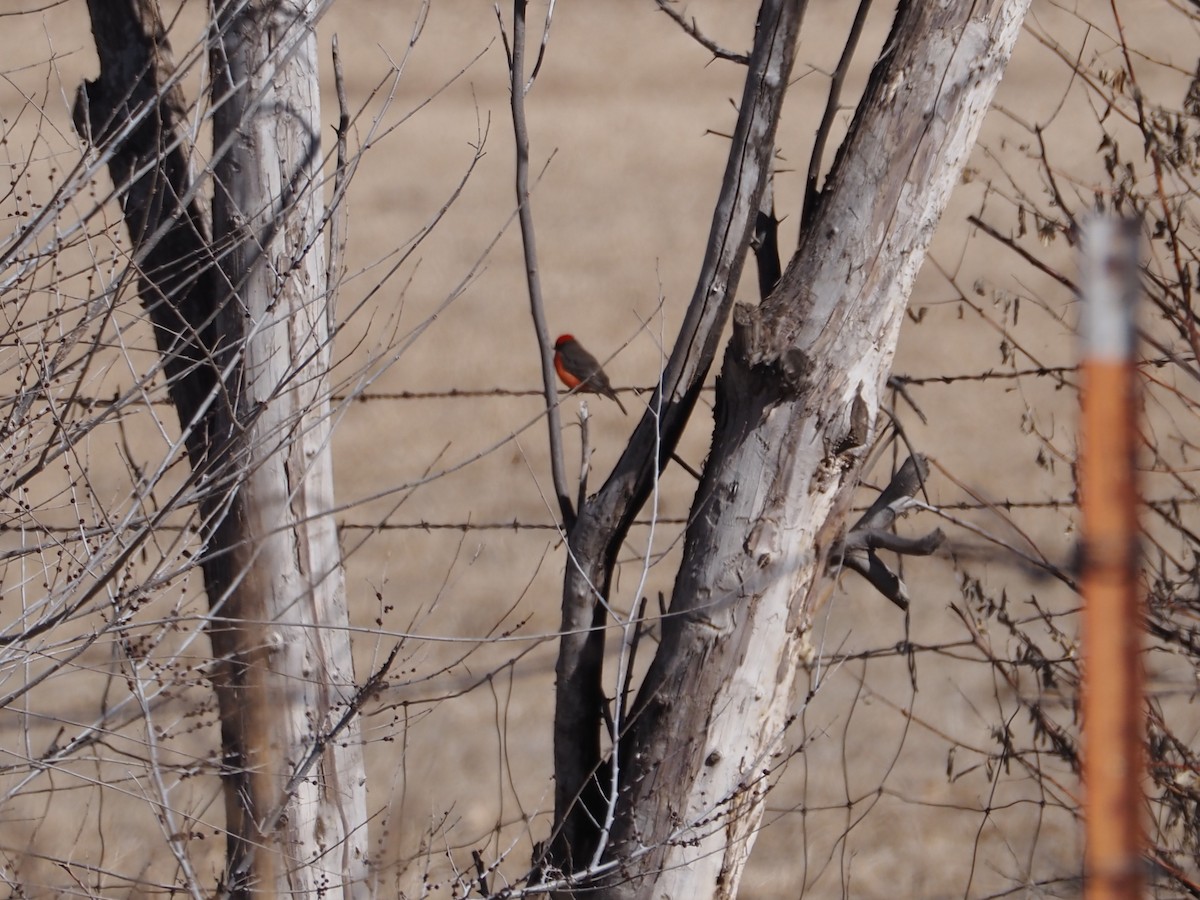 rubintyrann - ML650528260