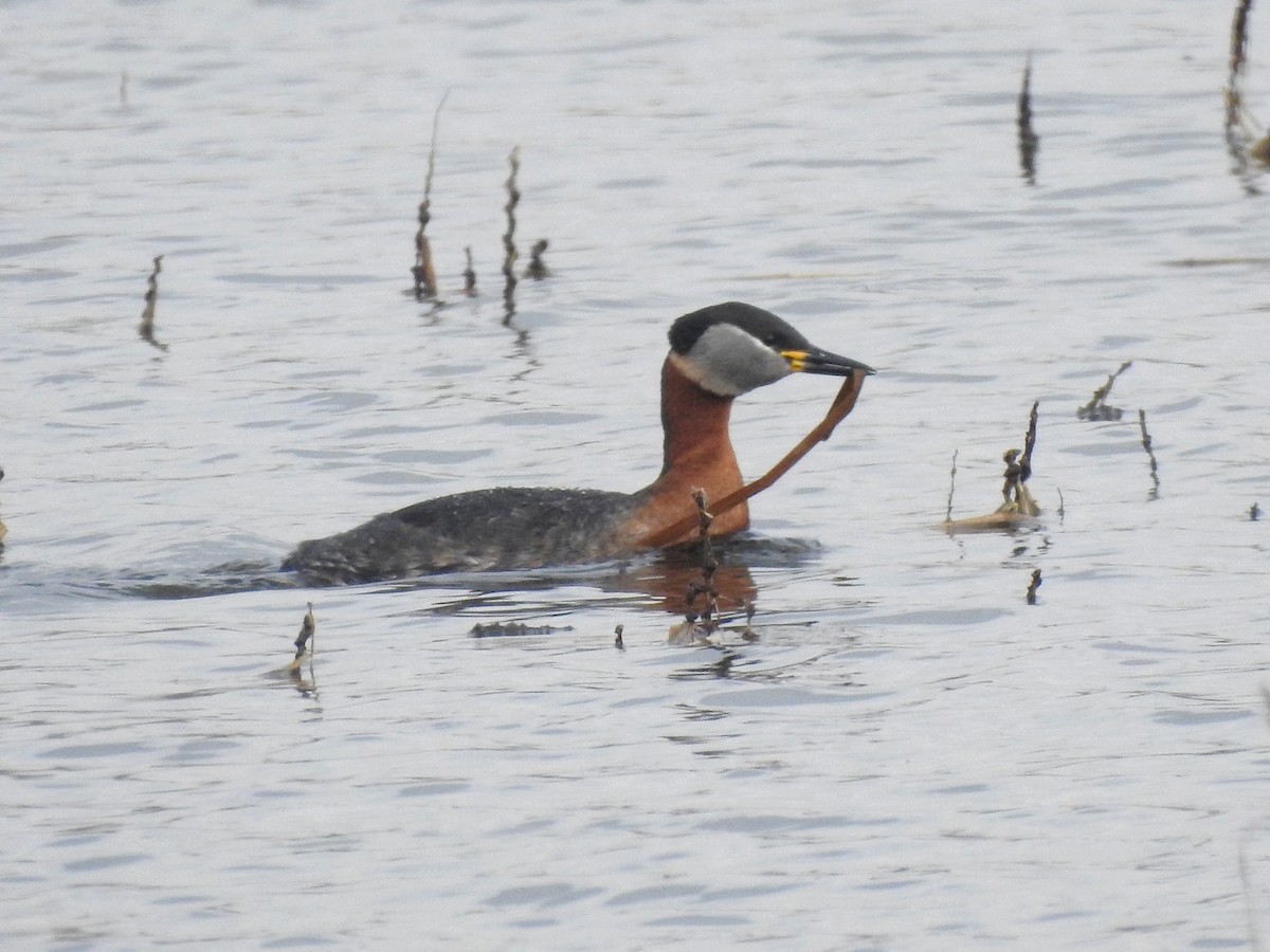 赤頸鸊鷉 - ML650528481