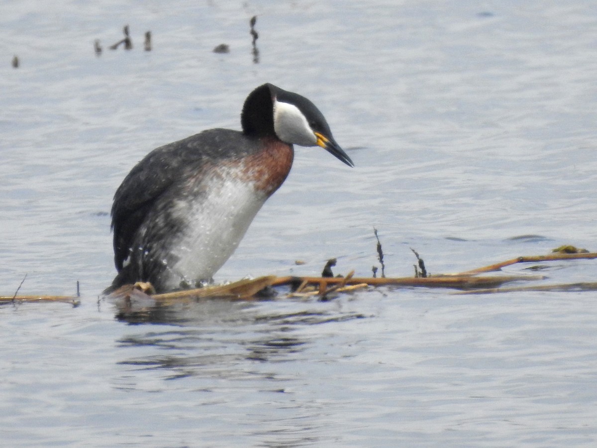 赤頸鸊鷉 - ML650528484