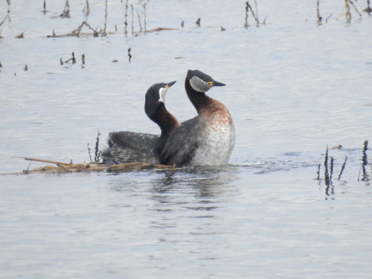 赤頸鸊鷉 - ML650528488