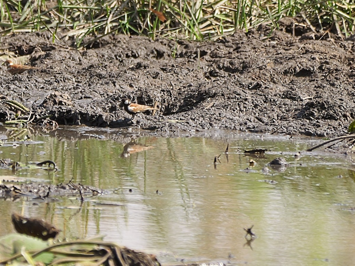 Chestnut-backed Sparrow-Lark - ML650528900