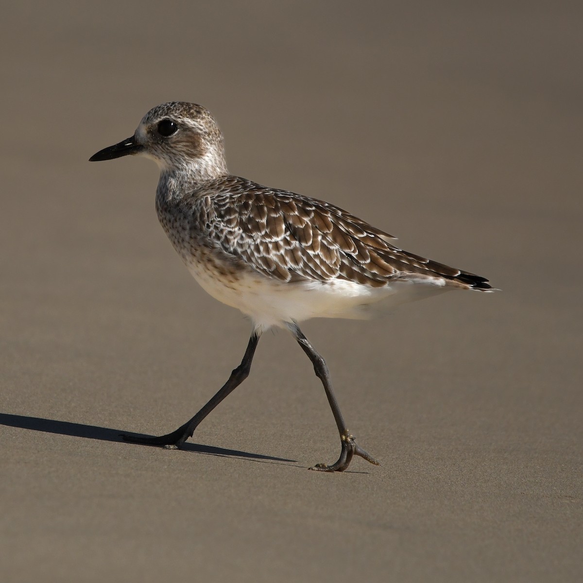 Black-bellied Plover - ML650529027