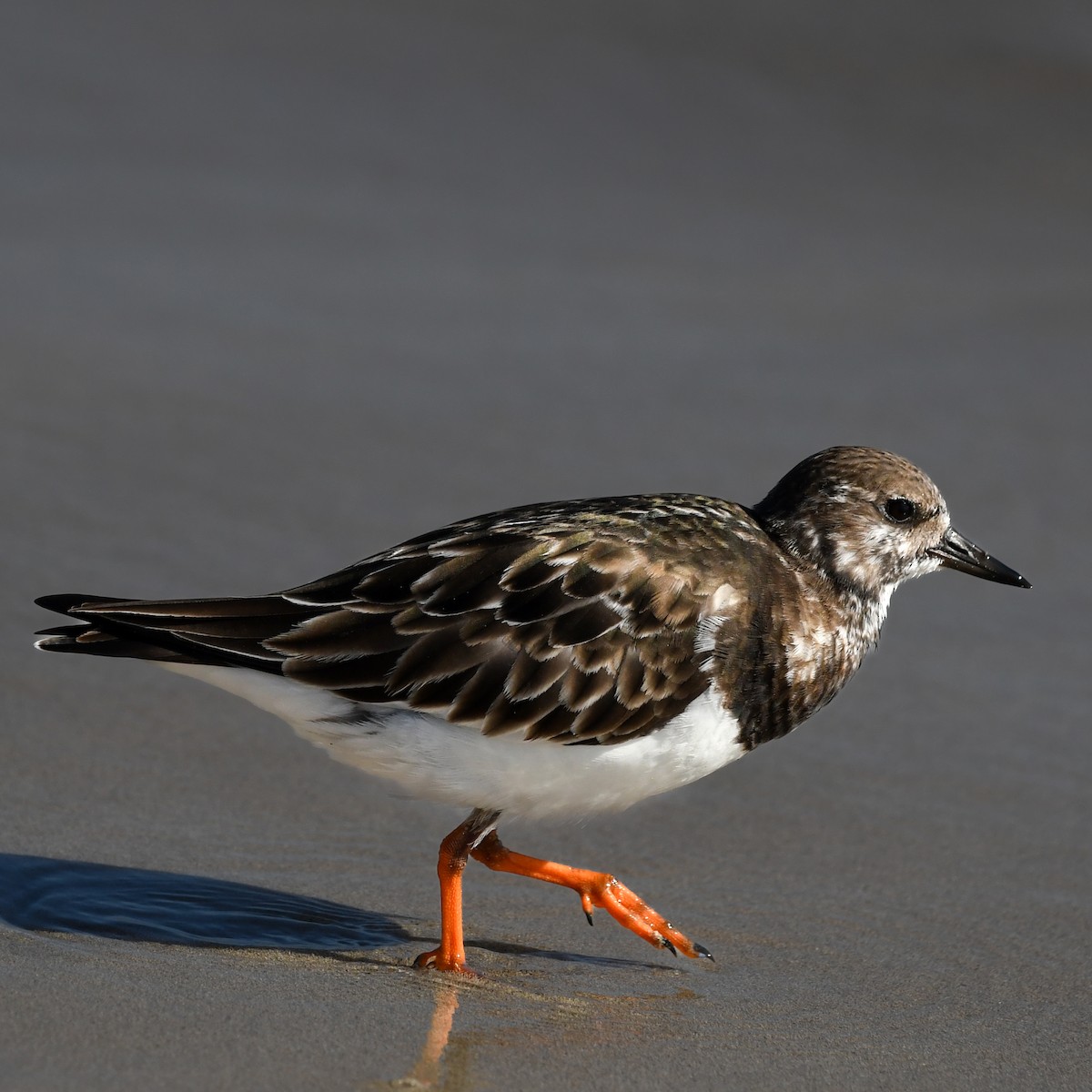Ruddy Turnstone - ML650529038