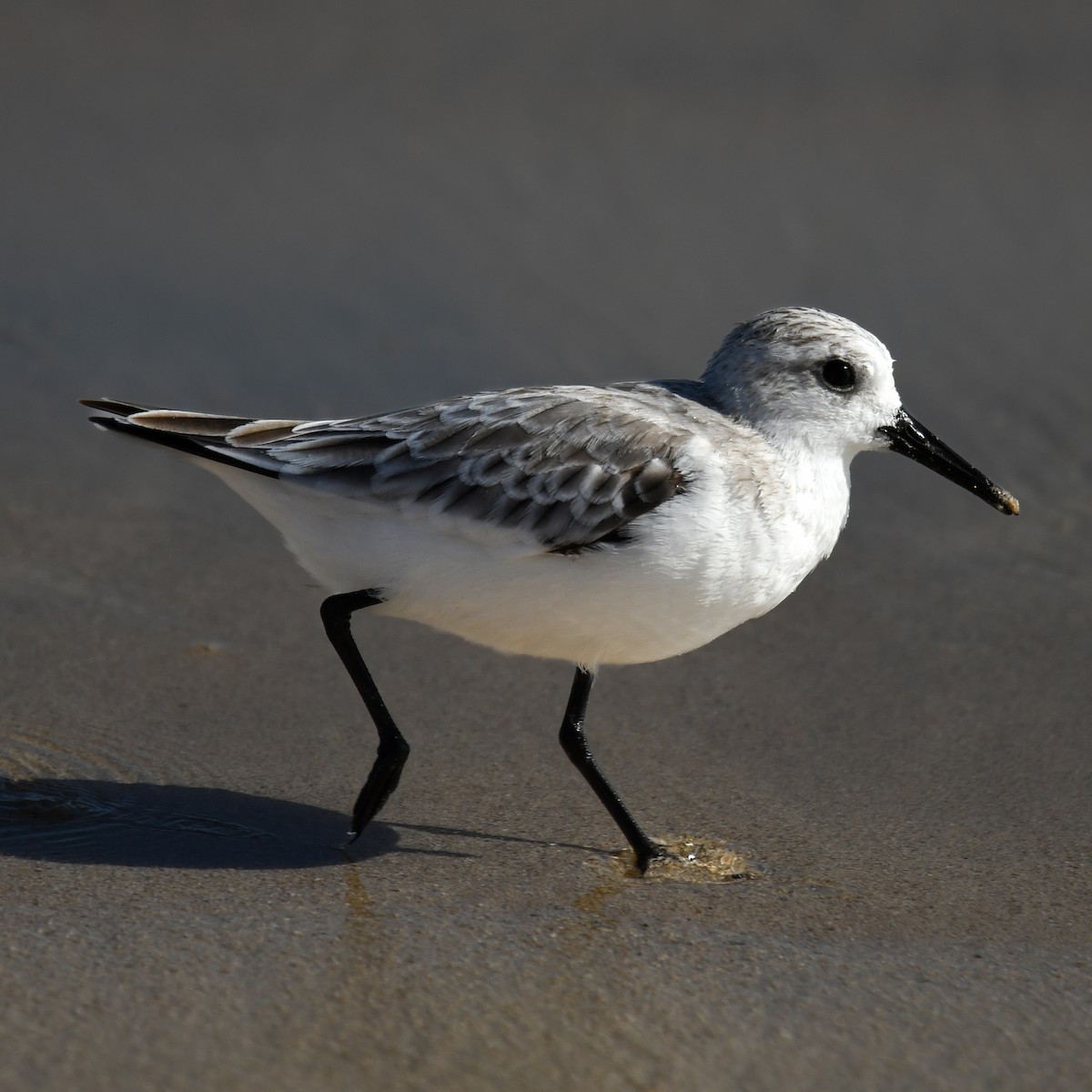 Sanderling - ML650529052