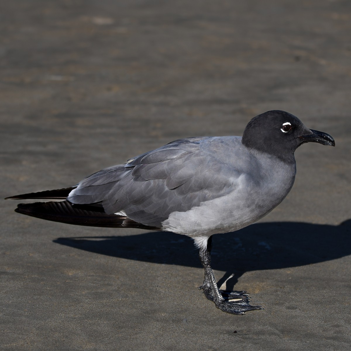 Lava Gull - ML650529076