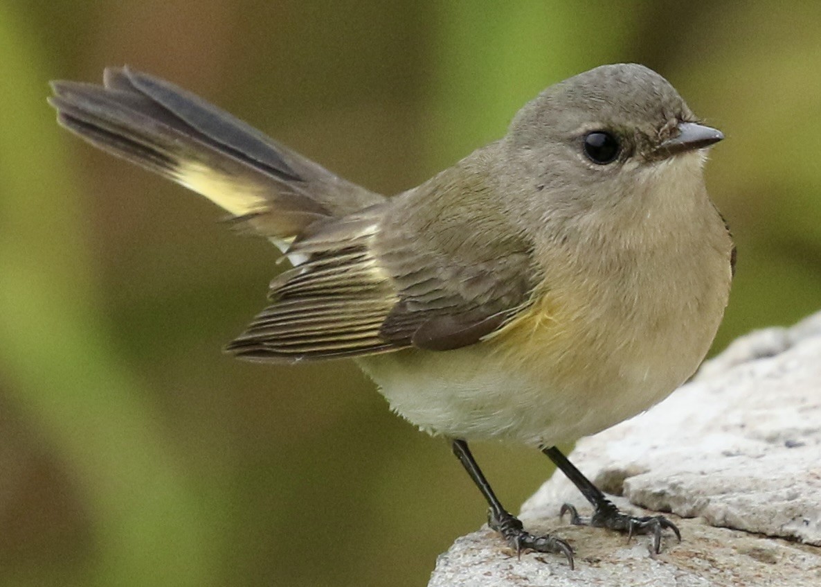 Горихвостковая древесница - ML650529228