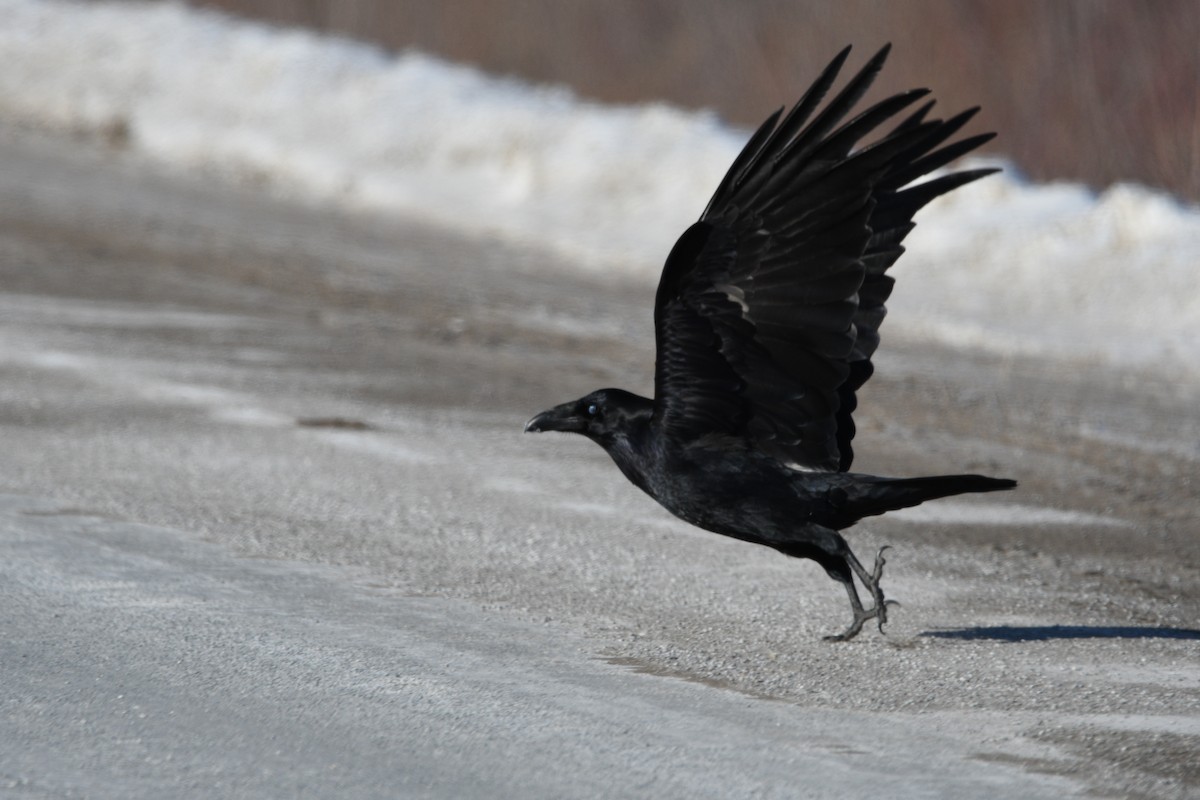 Common Raven - ML650529414
