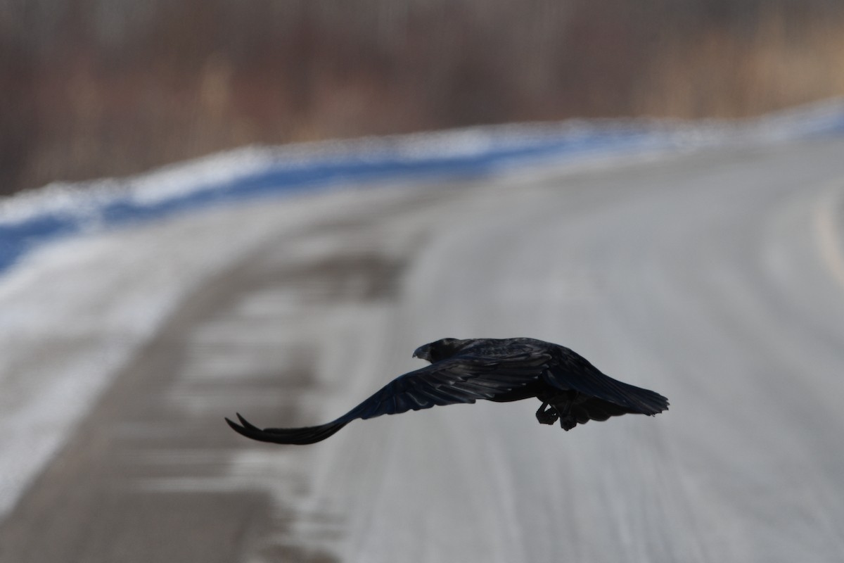 Common Raven - ML650529415