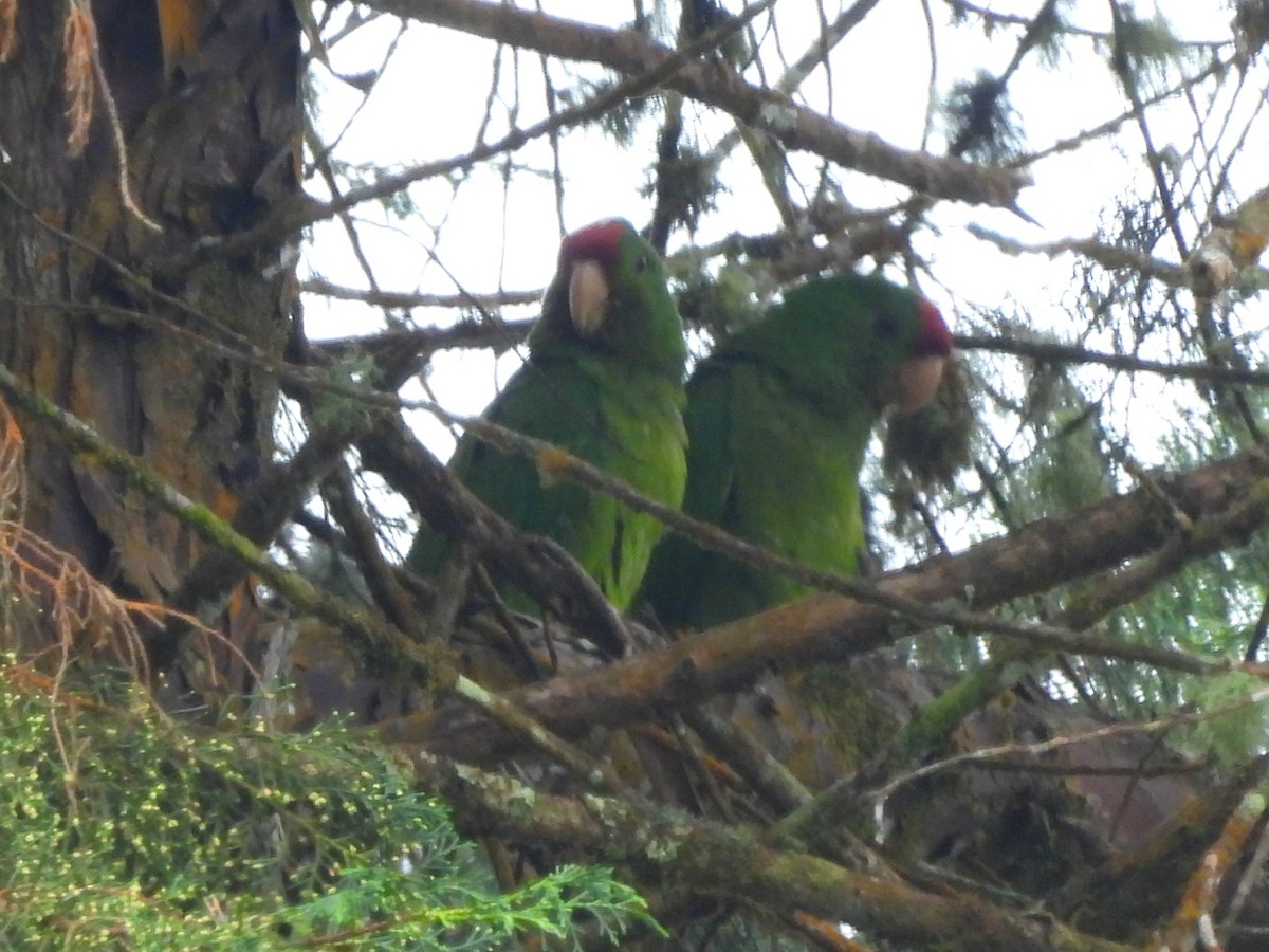Scarlet-fronted Parakeet - ML650529616