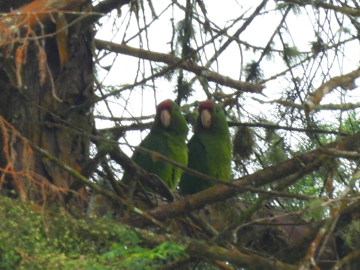 Scarlet-fronted Parakeet - ML650529617
