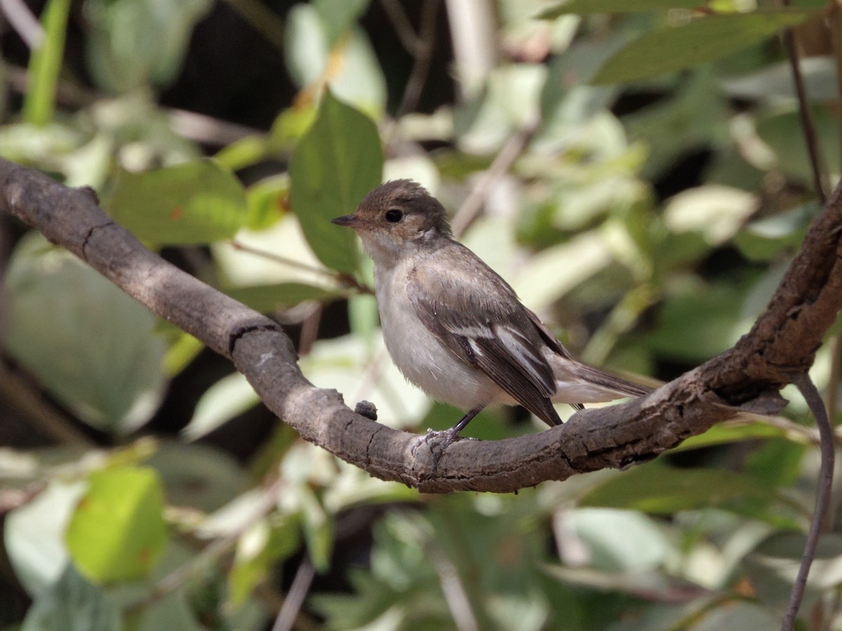 European Pied Flycatcher - ML650529817
