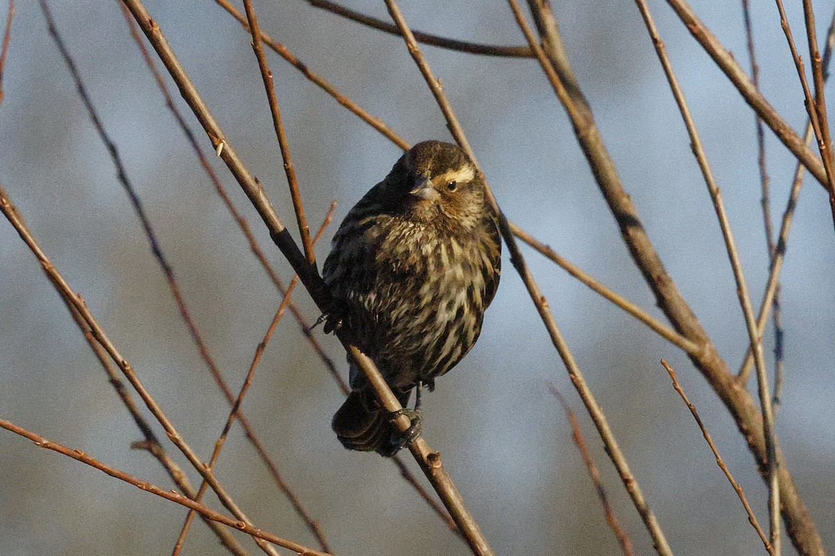 Sargento Alirrojo - ML650529836