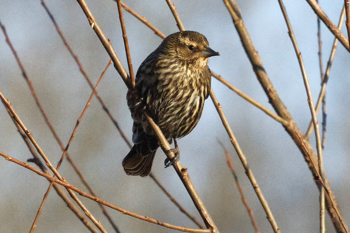 Sargento Alirrojo - ML650529840