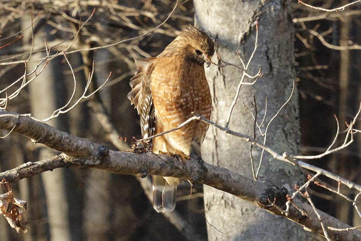 Busardo Pechirrojo - ML650529855