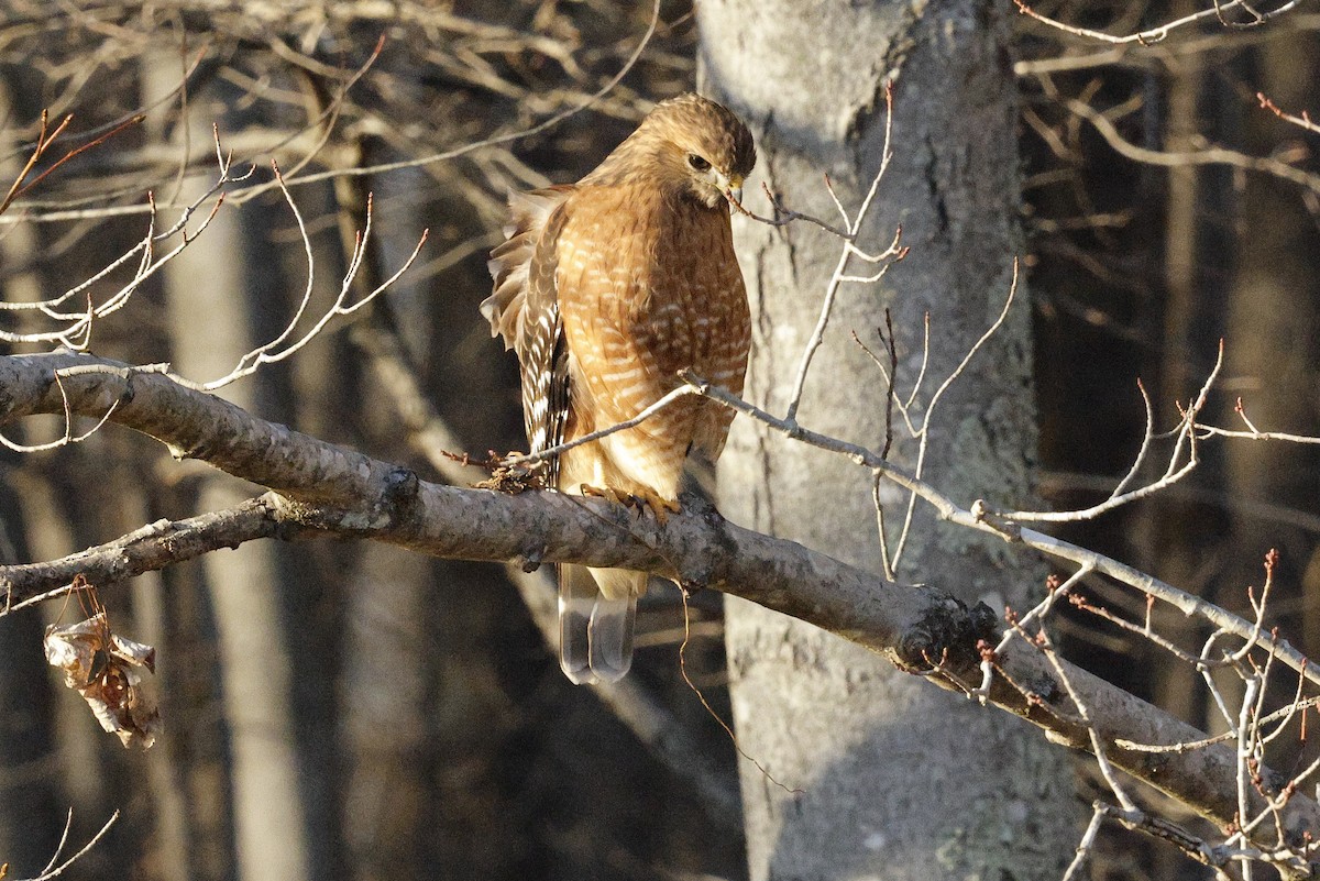 Busardo Pechirrojo - ML650529858