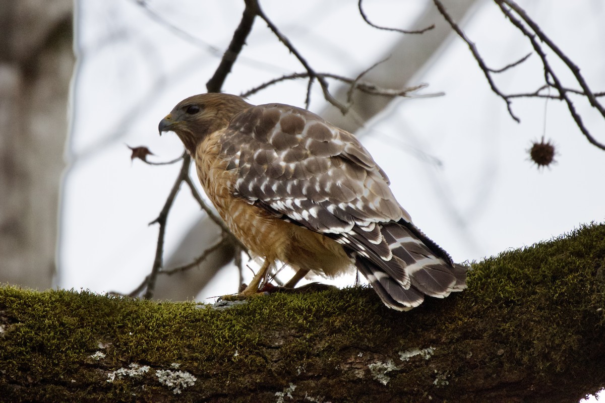 rødvingevåk - ML650529861