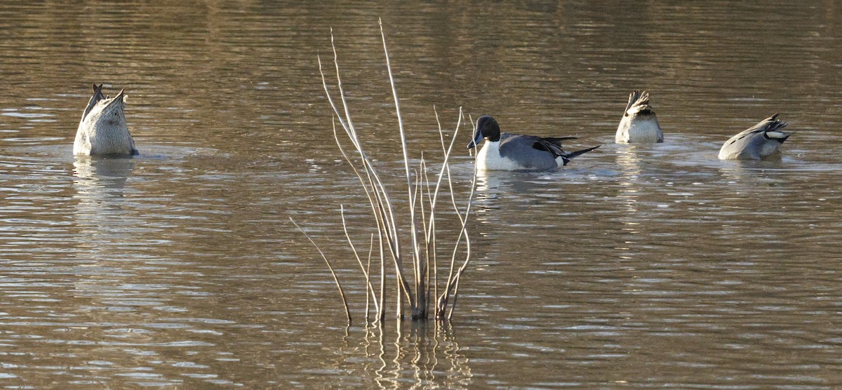 Ánade Rabudo - ML650529867