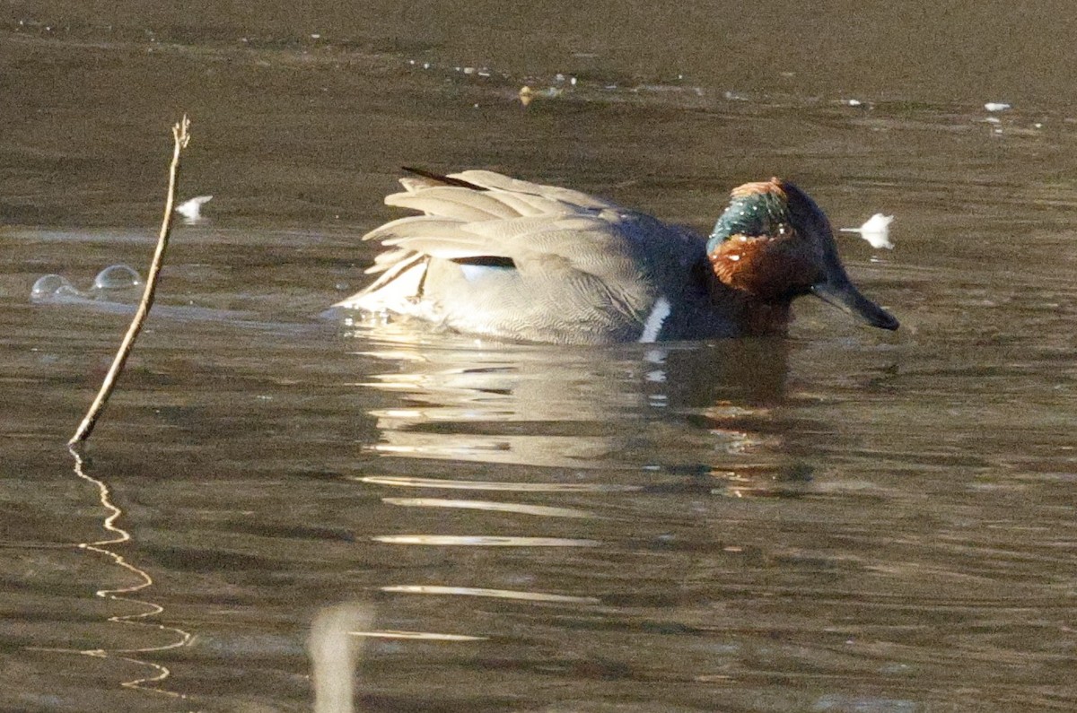 Cerceta Común (Americana) - ML650529869