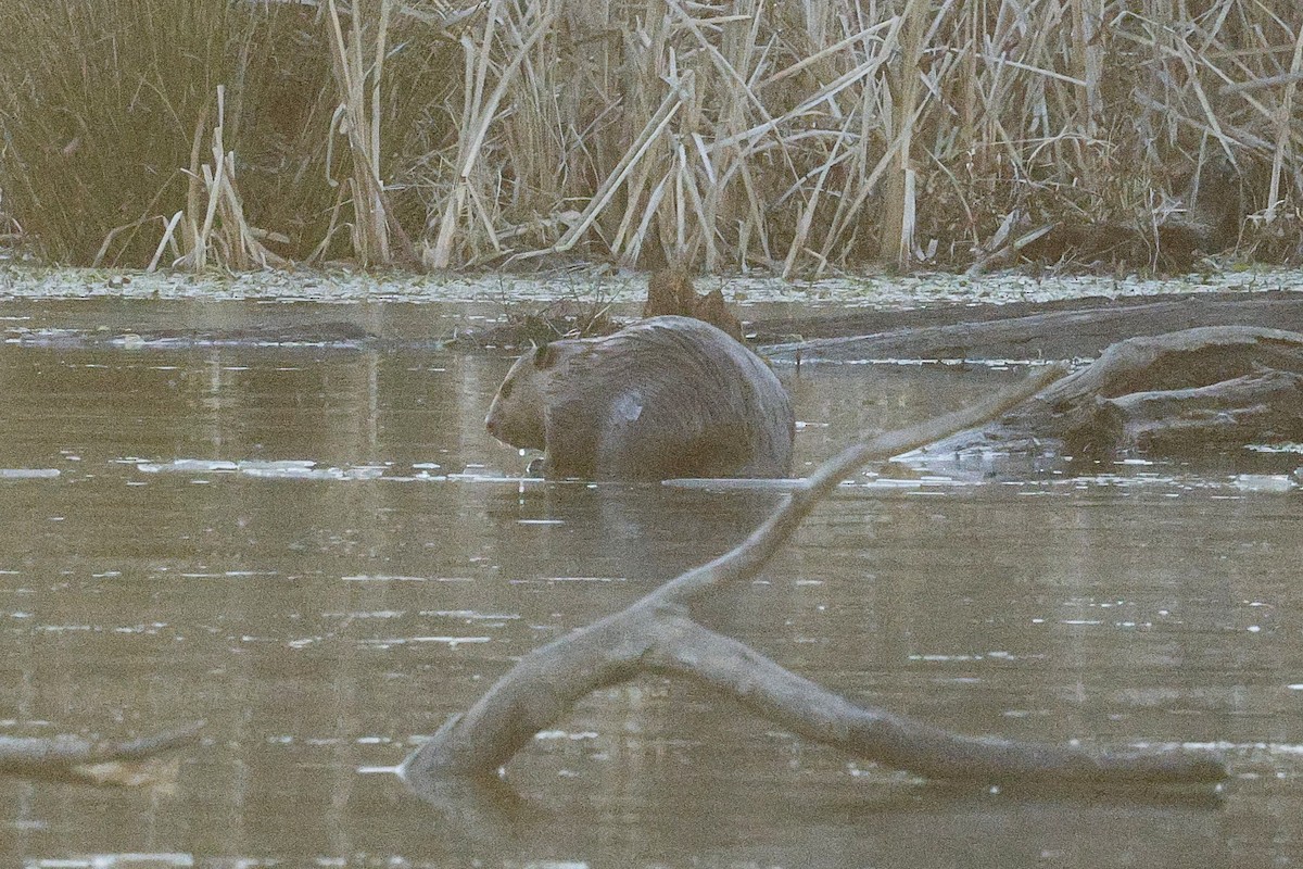 Castor americano - ML650529880