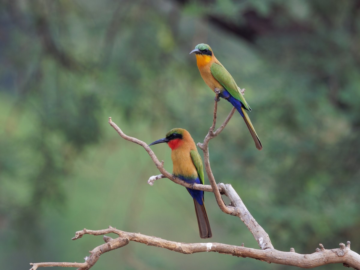 Red-throated Bee-eater - ML650529885