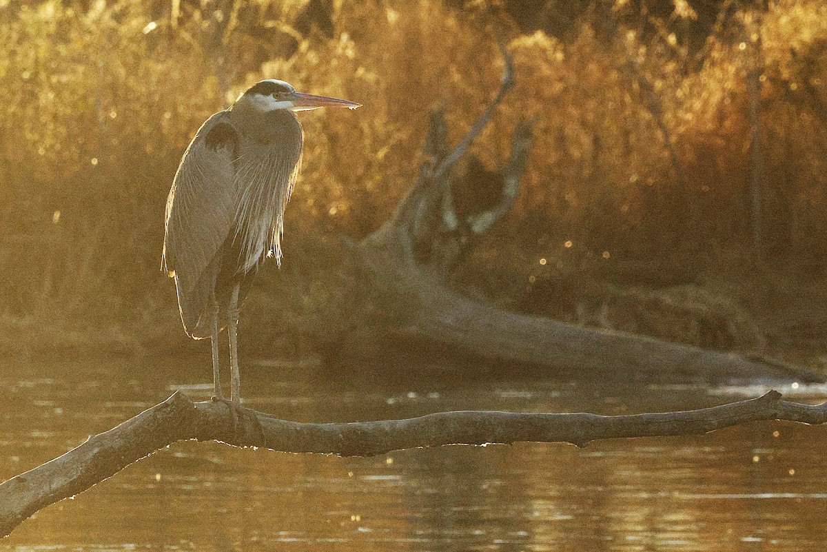 Garza Azulada - ML650529893