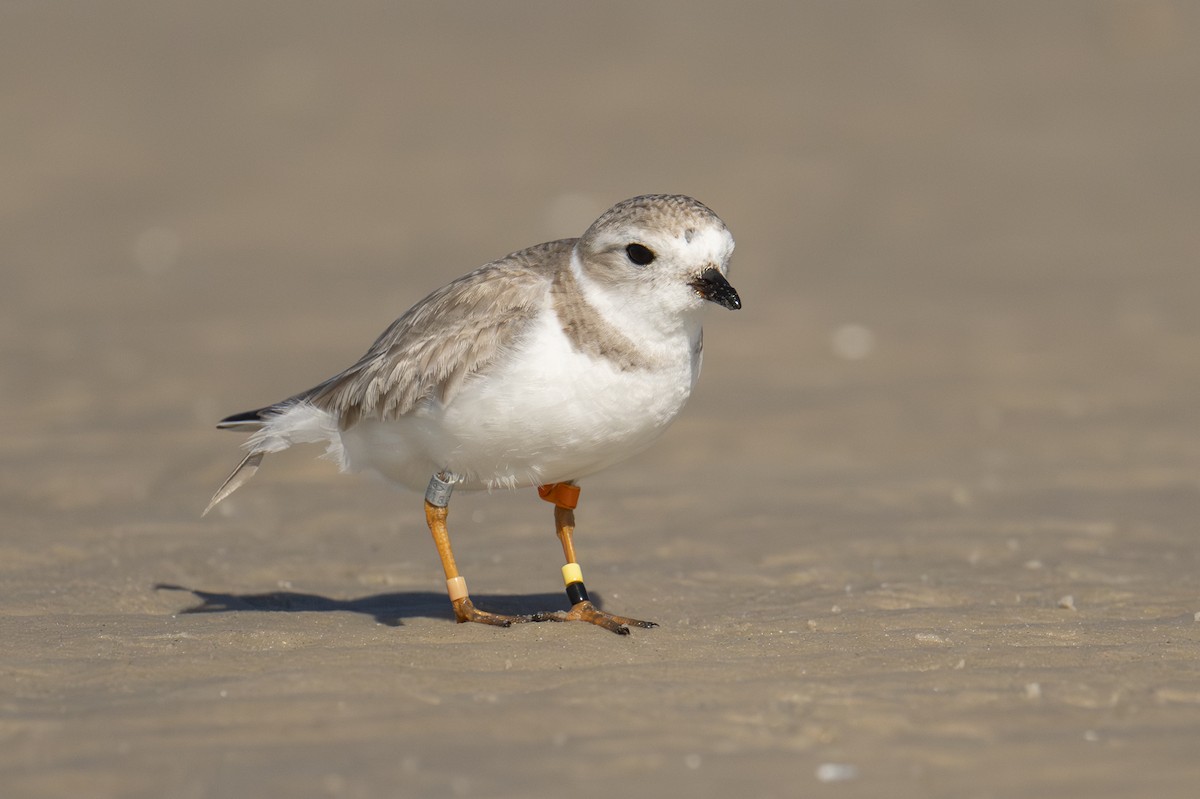 Piping Plover - ML650529896