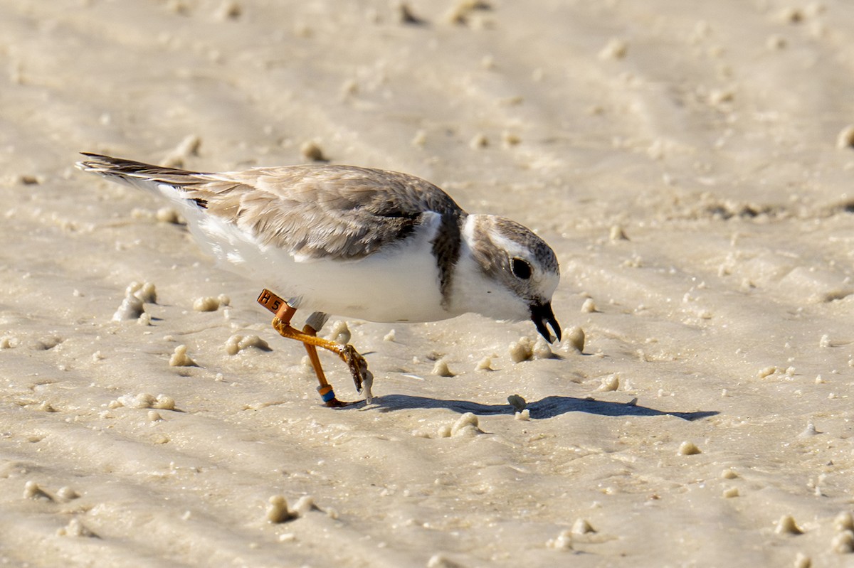 Piping Plover - ML650529933