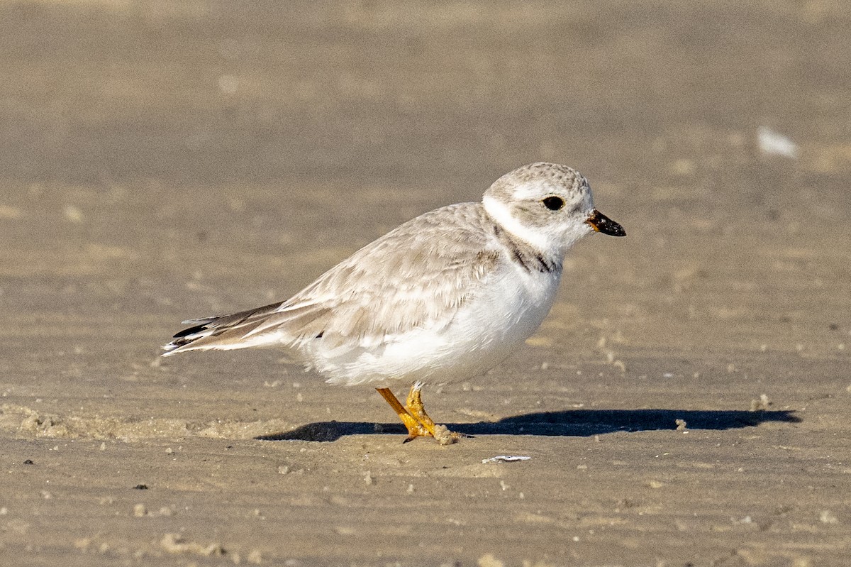 Piping Plover - ML650529945