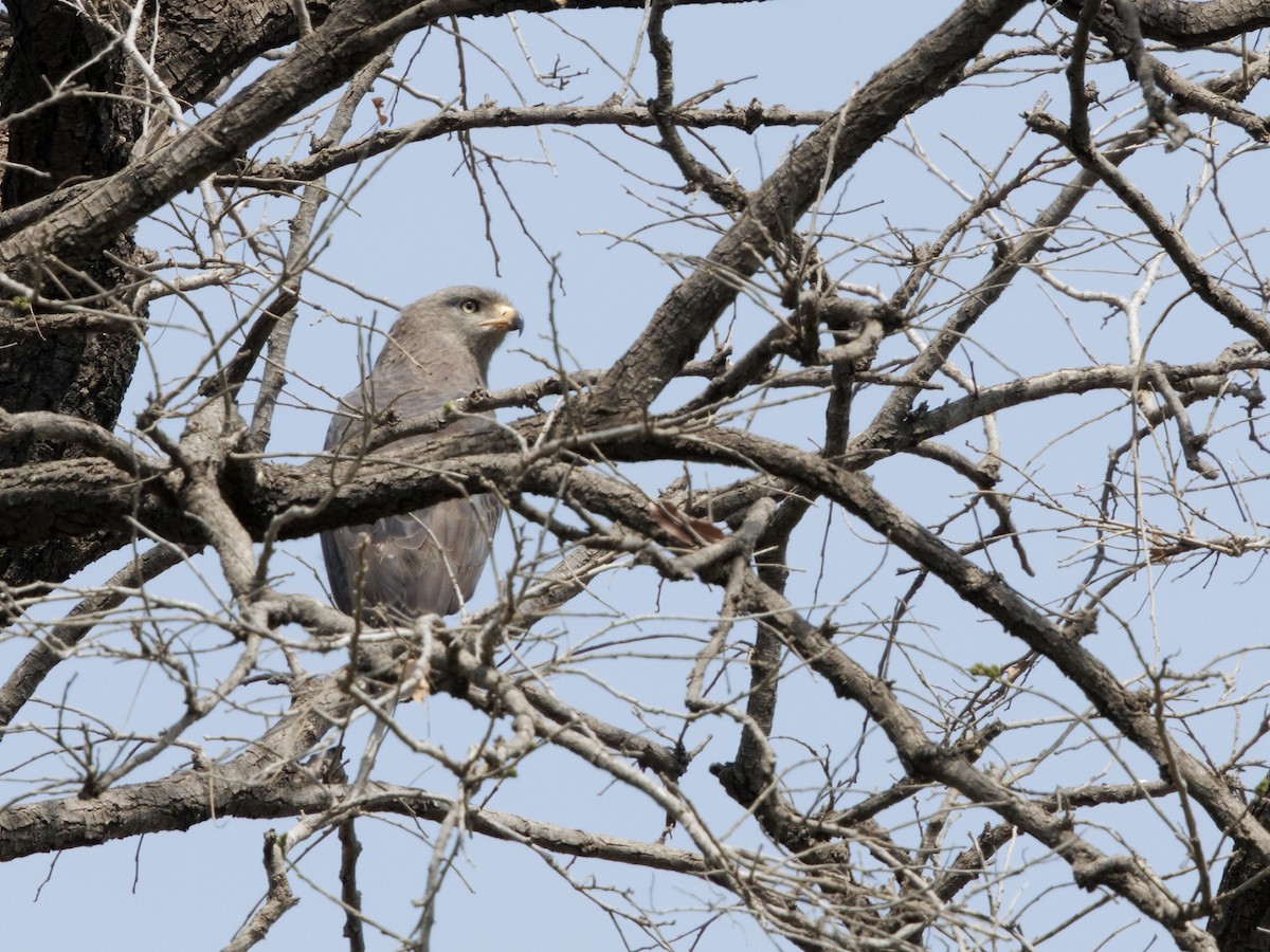 Western Banded Snake-Eagle - ML650530054