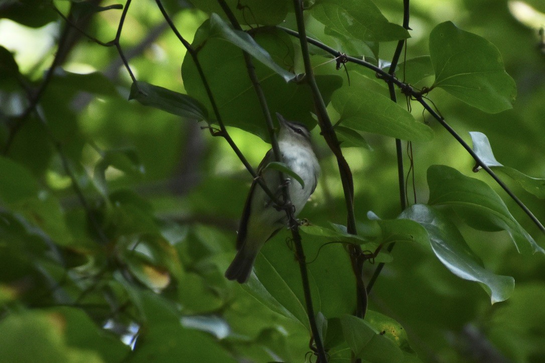 Red-eyed Vireo - ML650530125