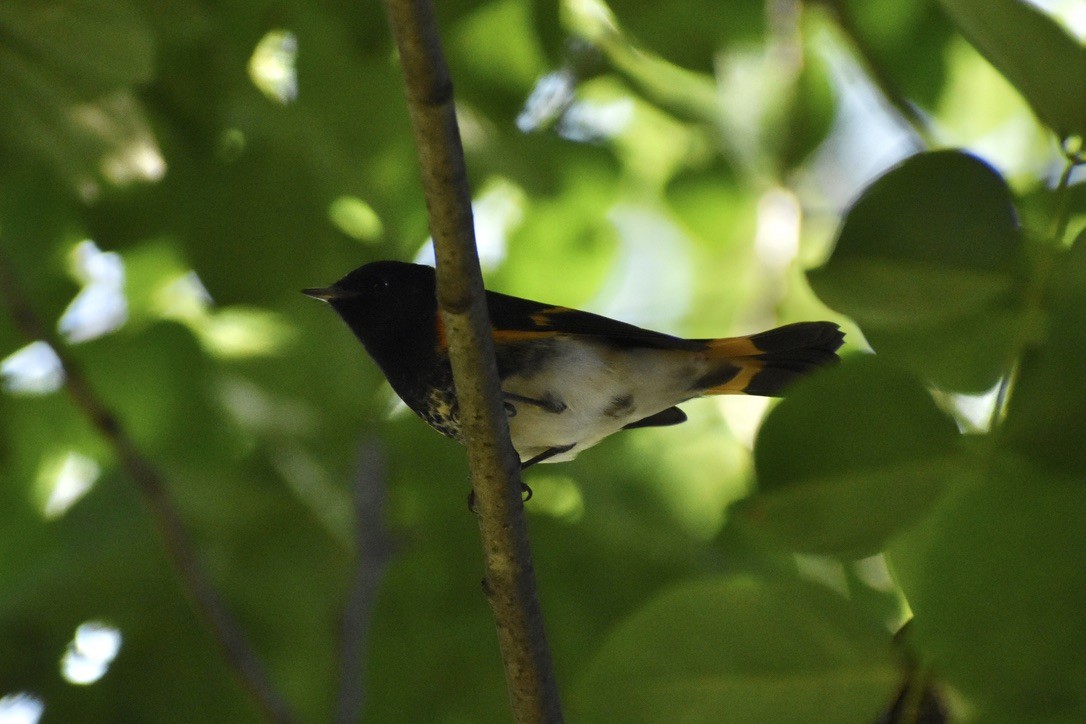 Горихвостковая древесница - ML650530319