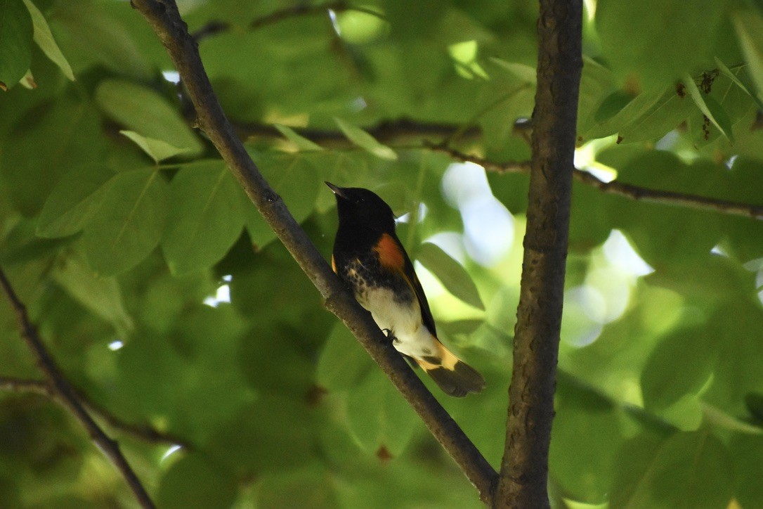 Горихвостковая древесница - ML650530325