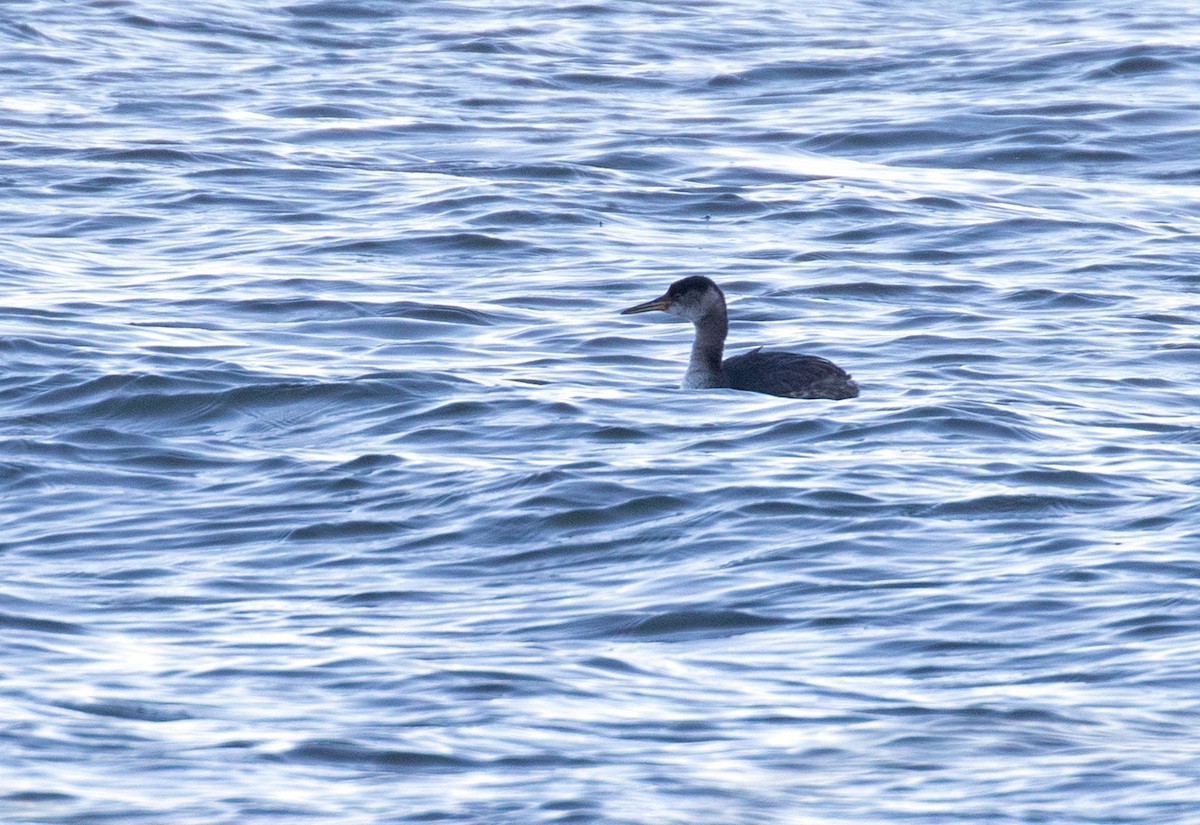 赤頸鸊鷉 - ML650530441