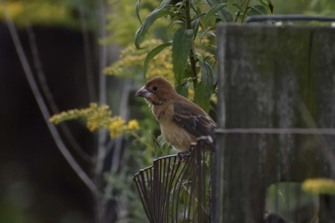 Mavi Çinte - ML650530469