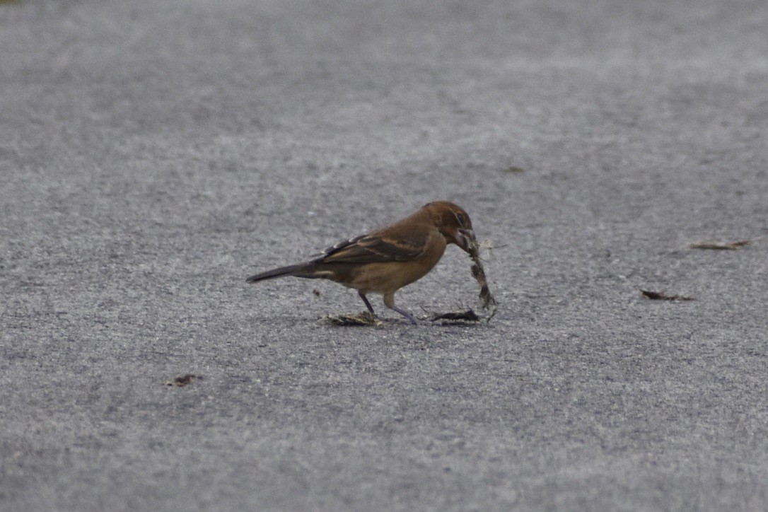 Mavi Çinte - ML650530472