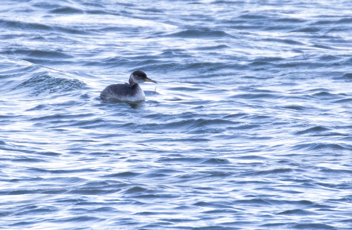 赤頸鸊鷉 - ML650530525