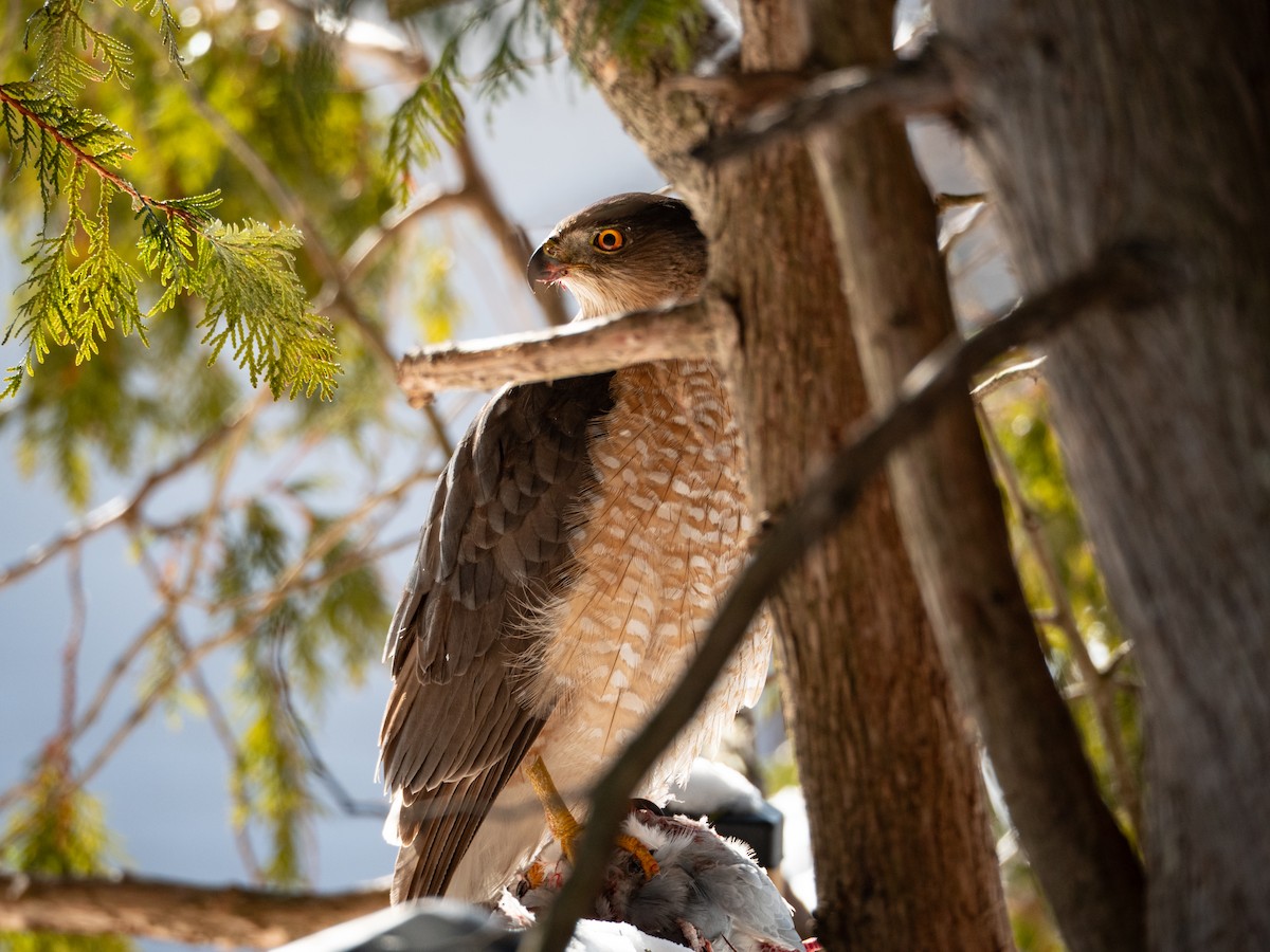 Cooper's Hawk - ML650530622