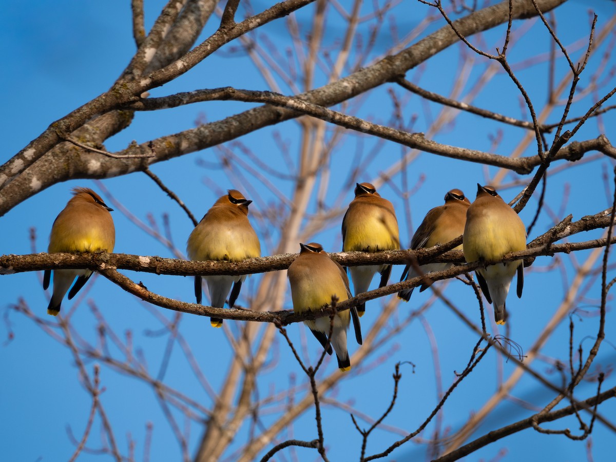 Cedar Waxwing - ML650530774