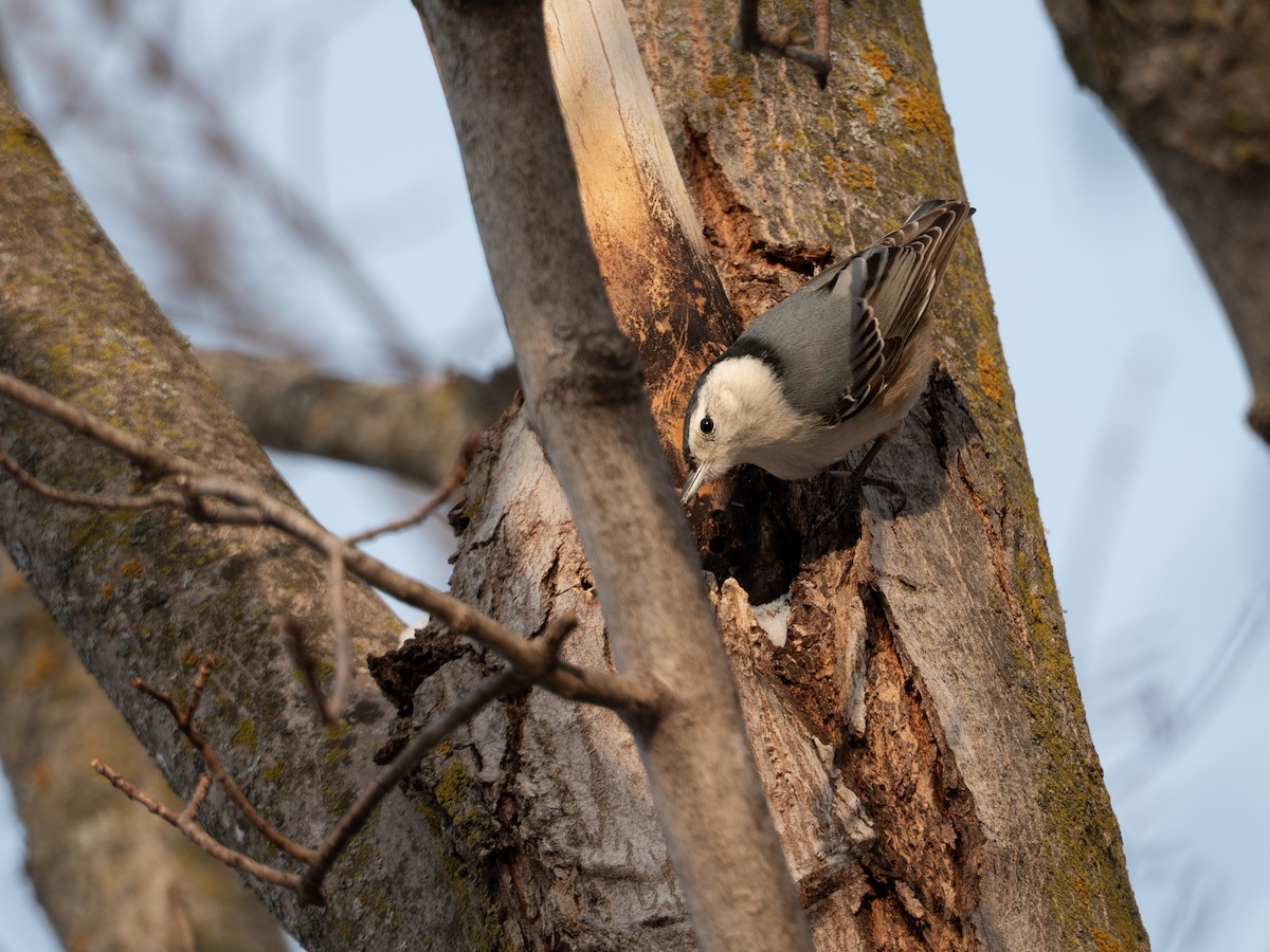 White-breasted Nuthatch - ML650530800